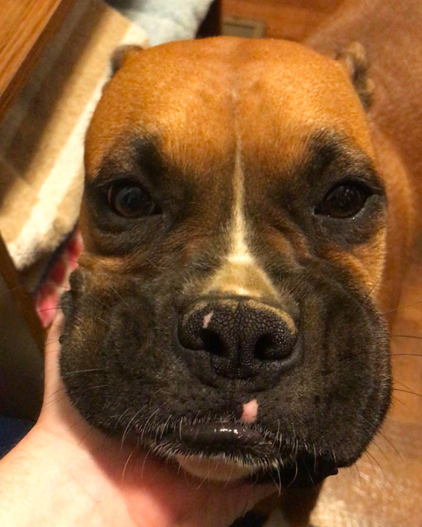 Freyja is registered to the contest to win money with this photo: boxer, canidae, carnivore, collar, companion_dog, dog, dog_breed, dog_collar, ear, fawn, fur, giant_dog_breed, jaw, liver, molosser, snout, sporting_group, whiskers, working_animal, wrinkle