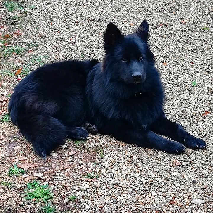 ôkami a rejoint le concours — aidez-le/la à gagner de superbes lots ! belgian_shepherd, dog, dog_breed, dog_breed_group, dog_like_mammal, fur, german_spitz, german_spitz_mittel, groenendael, icelandic_sheepdog, king_shepherd, kunming_wolfdog, mammal, native_american_indian_dog, old_german_shepherd_dog, schipperke, shiloh_shepherd_dog, snout, tervuren, whiskers
