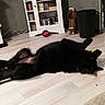 ôkami participe au concours pour gagner de l'argent avec cette photo : black, black_cat, carnivoran, cat, cat_like_mammal, dog_breed_group, dog_like_mammal, flooring, fur, small_to_medium_sized_cats, whiskers