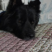ôkami participe au concours pour gagner de l'argent avec cette photo : animal, bed, black_dog, calm, close_up, dog, ears, face, fur, indoor, lying_down, nostrils, patterned, pet, power_outlet, quilt, resting, snout, texture, wall