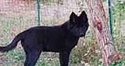 ôkami a rejoint le concours — aidez-le/la à gagner de superbes lots ! black_cat, carnivoran, cat, cat_like_mammal, dog_breed, dog_breed_group, dog_like_mammal, fauna, small_to_medium_sized_cats, tail