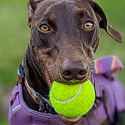 Aka is registered to the contest to win money with this photo: dog, tennis_ball, purple_harness, close_up, pet, animal, outdoor, playful, canine, brown_dog, happy, mouth, collar, fur, ears, eyes, green_background, toy, focus, portrait