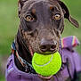dog, tennis_ball, purple_harness, close_up, pet, animal, outdoor, playful, canine, brown_dog, happy, mouth, collar, fur, ears, eyes, green_background, toy, focus, portrait