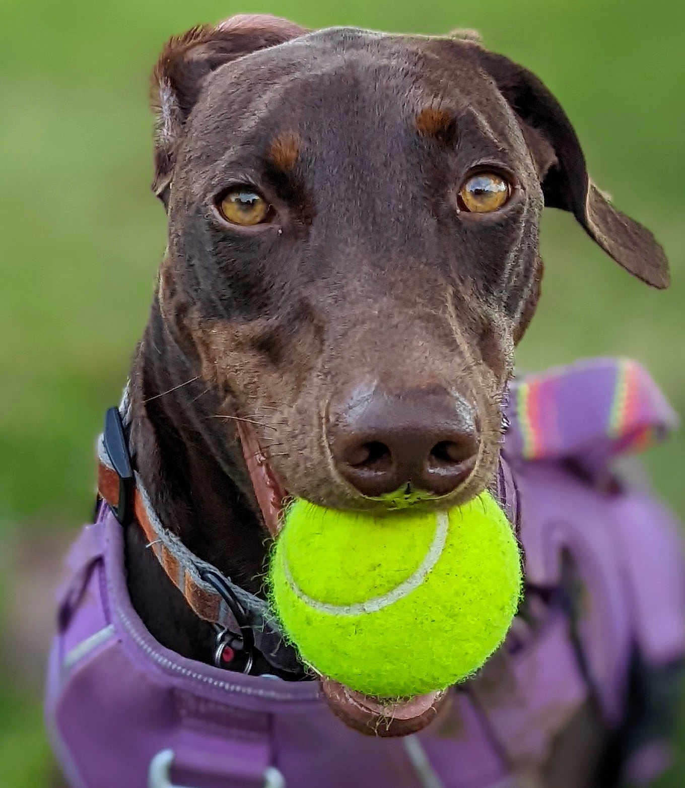 Aka is registered to the contest to win money with this photo: dog, tennis_ball, purple_harness, close_up, pet, animal, outdoor, playful, canine, brown_dog, happy, mouth, collar, fur, ears, eyes, green_background, toy, focus, portrait