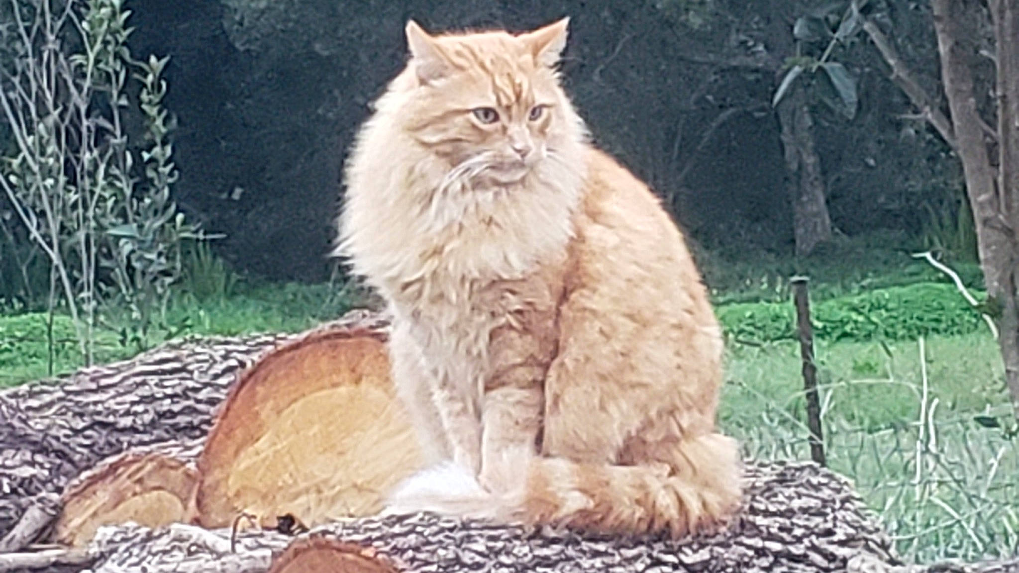 Misgiu