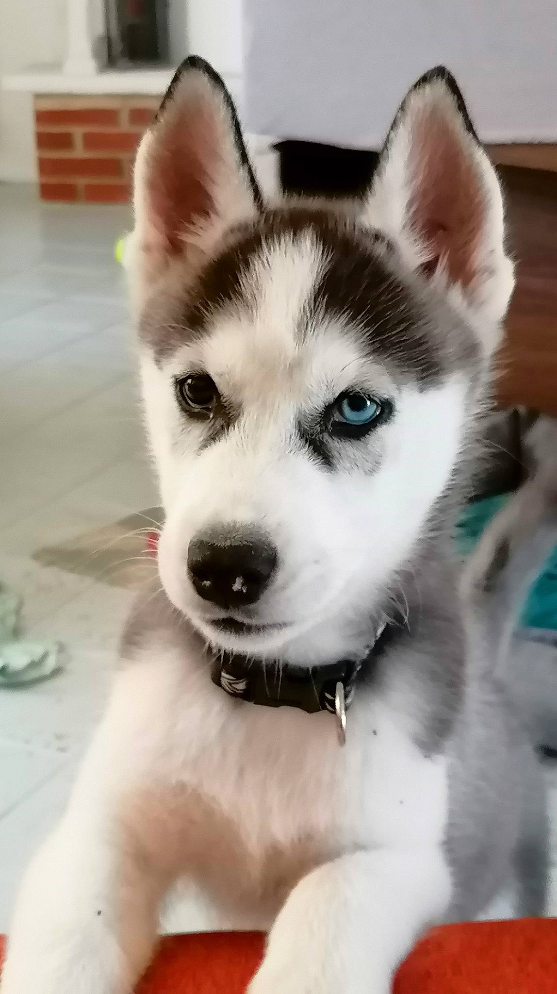 Taïga a rejoint le concours — aidez-le/la à gagner de superbes lots ! ancient_dog_breeds, canidae, canis, carnivore, collar, companion_dog, dog, dog_breed, eye, flooring, fur, jaw, siberian_husky, sled_dog, snout, sporting_group, terrestrial_animal, whiskers, working_animal, working_dog