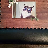 Princess Lily joined the competition — help win amazing prizes! accessory, animal, black_leather, cat, closeup, cute, decor, decorative, feline, framed_photo, funny, glasses, greenery, indoor, pet, portrait, ribbon, scalloped_edge, sunglasses, wooden_board