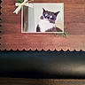 accessory, animal, black_leather, cat, closeup, cute, decor, decorative, feline, framed_photo, funny, glasses, greenery, indoor, pet, portrait, ribbon, scalloped_edge, sunglasses, wooden_board