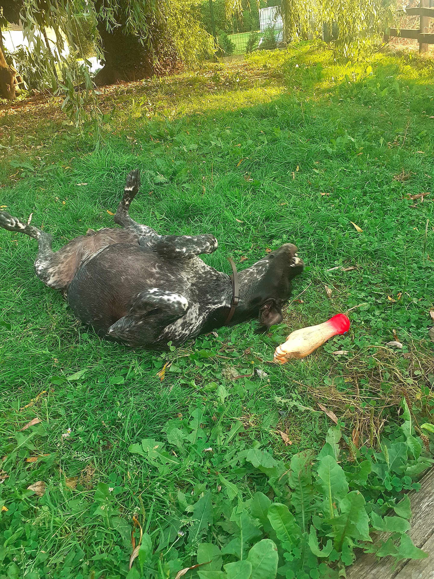 Roxa participe au concours pour gagner de l'argent avec cette photo : dog, grass, toy, outdoor, playful, animal, pet, greenery, collar, sunlight, nature, yard, rolling, happy, cheerful, rubber_chicken, summer, daylight, canine, relaxed