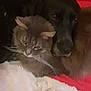 Roxa participe au concours pour gagner de l'argent avec cette photo : cat, dog, animal, furry, snuggling, cozy, blanket, indoor, pet, resting, companion, closeup, soft, gray_cat, black_dog, warm, friendship, feline, canine, sleepy