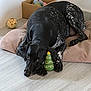 dog, black_dog, indoor, pet, toy, christmas_tree_toy, cushion, floor, cardboard_box, plush_toys, ball, resting, laying_down, white_speckles, wooden_floor, cozy, home, animal, companion, domestic