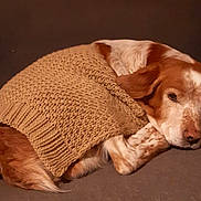 Gucci Carlier participe au concours pour gagner de l'argent avec cette photo : dog, sweater, knitwear, brown, white, curled_up, sleepy, pet, cozy, couch, indoor, fur, animal, resting, cute, warm, portrait, mammal, companion, relaxing