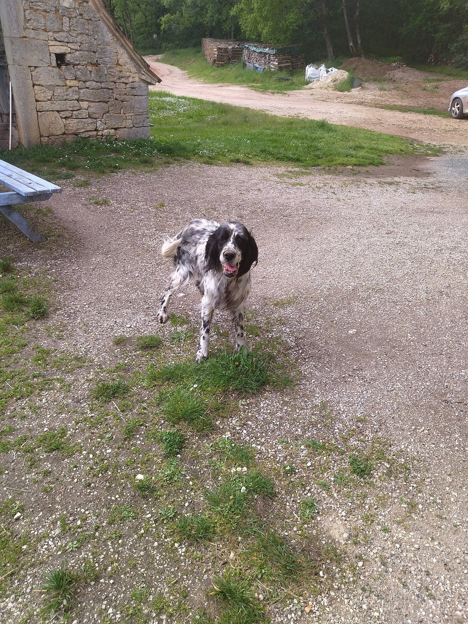 Yola a rejoint le concours — aidez-le/la à gagner de superbes lots ! canidae, carnivore, companion_dog, dog, dog_breed, grass, gun_dog, herding_dog, hunting_dog, landseer, non_sporting_group, plant, soil, spaniel, sporting_group, tail, tree, water_dog, working_animal, working_dog