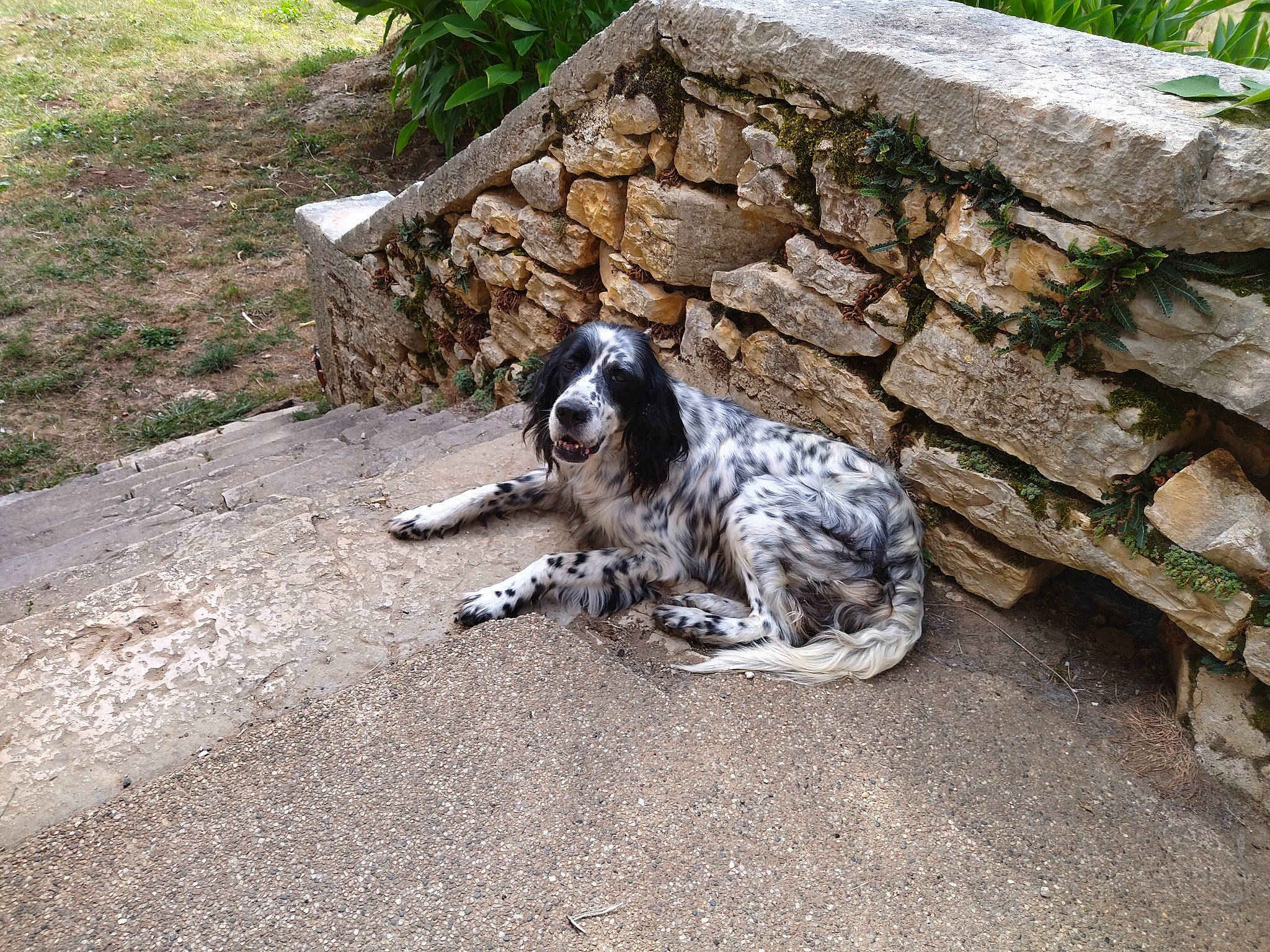 Yola a rejoint le concours — aidez-le/la à gagner de superbes lots ! australian_cattle_dog, australian_stumpy_tail_cattle_dog, carnivore, companion_dog, dog, dog_breed, grass, koolie, non_sporting_group, plant, road_surface, rock, snout, soil, sporting_group, tail, terrestrial_animal, texas_heeler, working_animal, working_dog