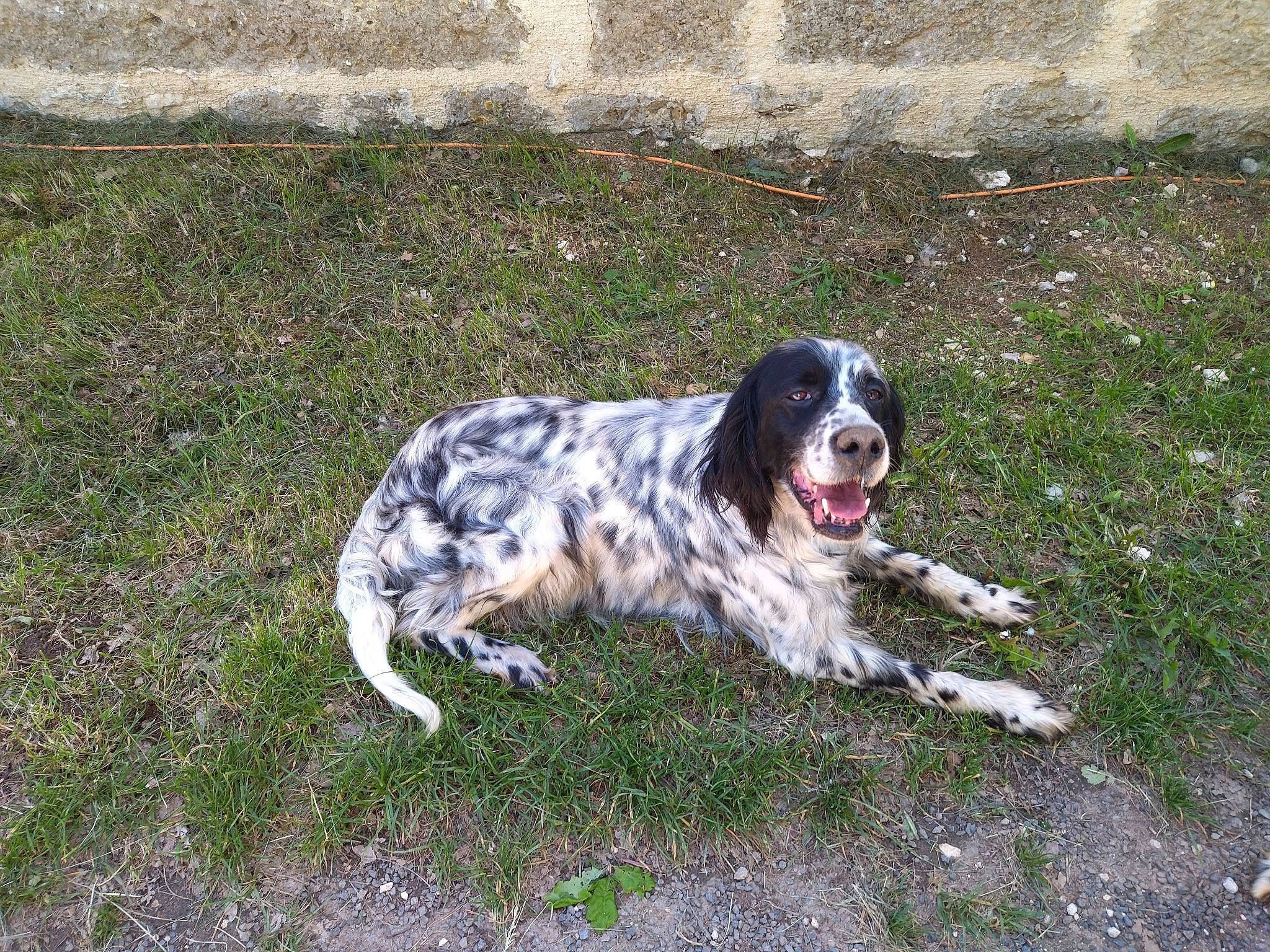 Yola participe au concours pour gagner de l'argent avec cette photo : border_collie, canidae, carnivore, companion_dog, dog, dog_breed, grass, gun_dog, herding_dog, hunting_dog, sporting_group, tail, terrestrial_animal, working_animal, working_dog