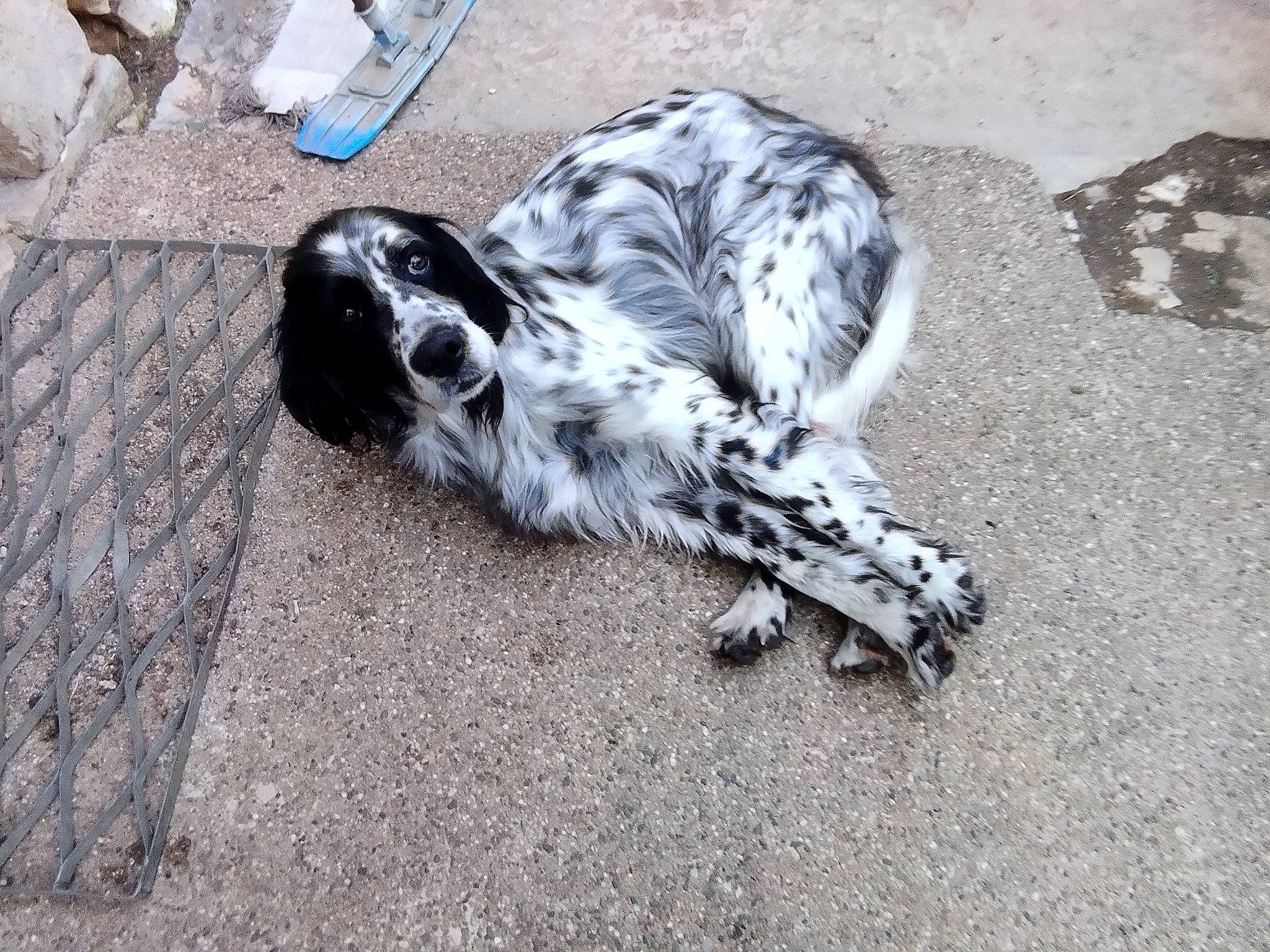 Yola a rejoint le concours — aidez-le/la à gagner de superbes lots ! art, canidae, carnivore, companion_dog, dog, dog_breed, fur, non_sporting_group, road_surface, snout, sporting_group, street_dog, terrestrial_animal, working_animal