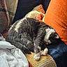 Totoro joined the competition — help win amazing prizes! animal, blanket, cat, closed_eyes, couch, cozy, cushions, furry, gray_cat, home, indoors, nap, pet, portrait, relaxed, sleeping, sunlight, upholstery, whiskers, white_paws