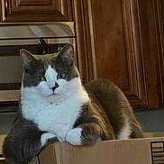 Totoro is registered to the contest to win money with this photo: animal, appliance, cardboard_box, cat, close_up, ears, eyes, feline, gray_cat, indoors, kitchen, lying_down, paws, pet, portrait, sitting, tabby, whiskers, white_chest, wooden_cabinets