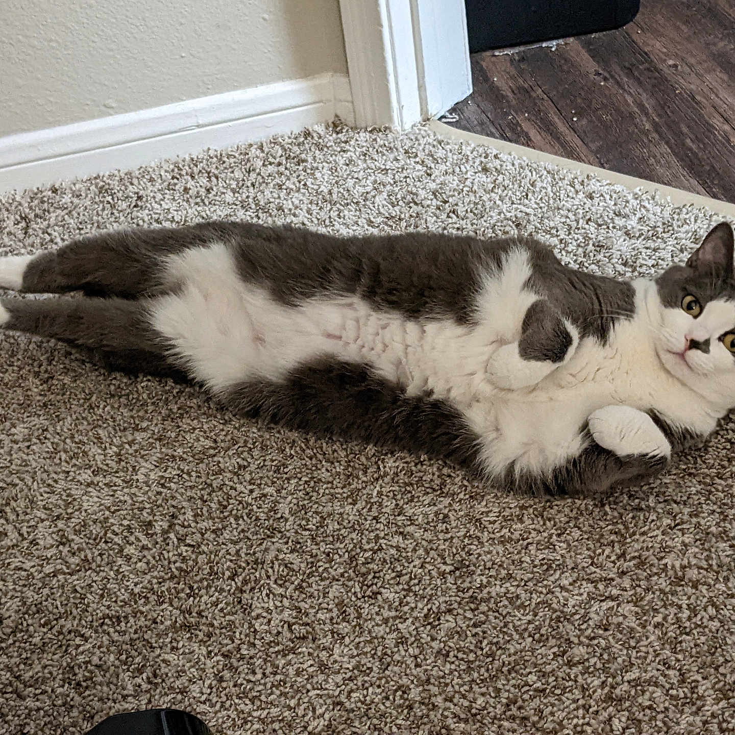 Totoro