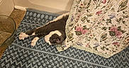 Totoro is registered to the contest to win money with this photo: animal, black_and_white, blanket, carpet, cat, couch, cozy, domestic, floor, floral, home, indoor, lying_down, nap, patterned, pet, relaxed, rug, sleeping, tile