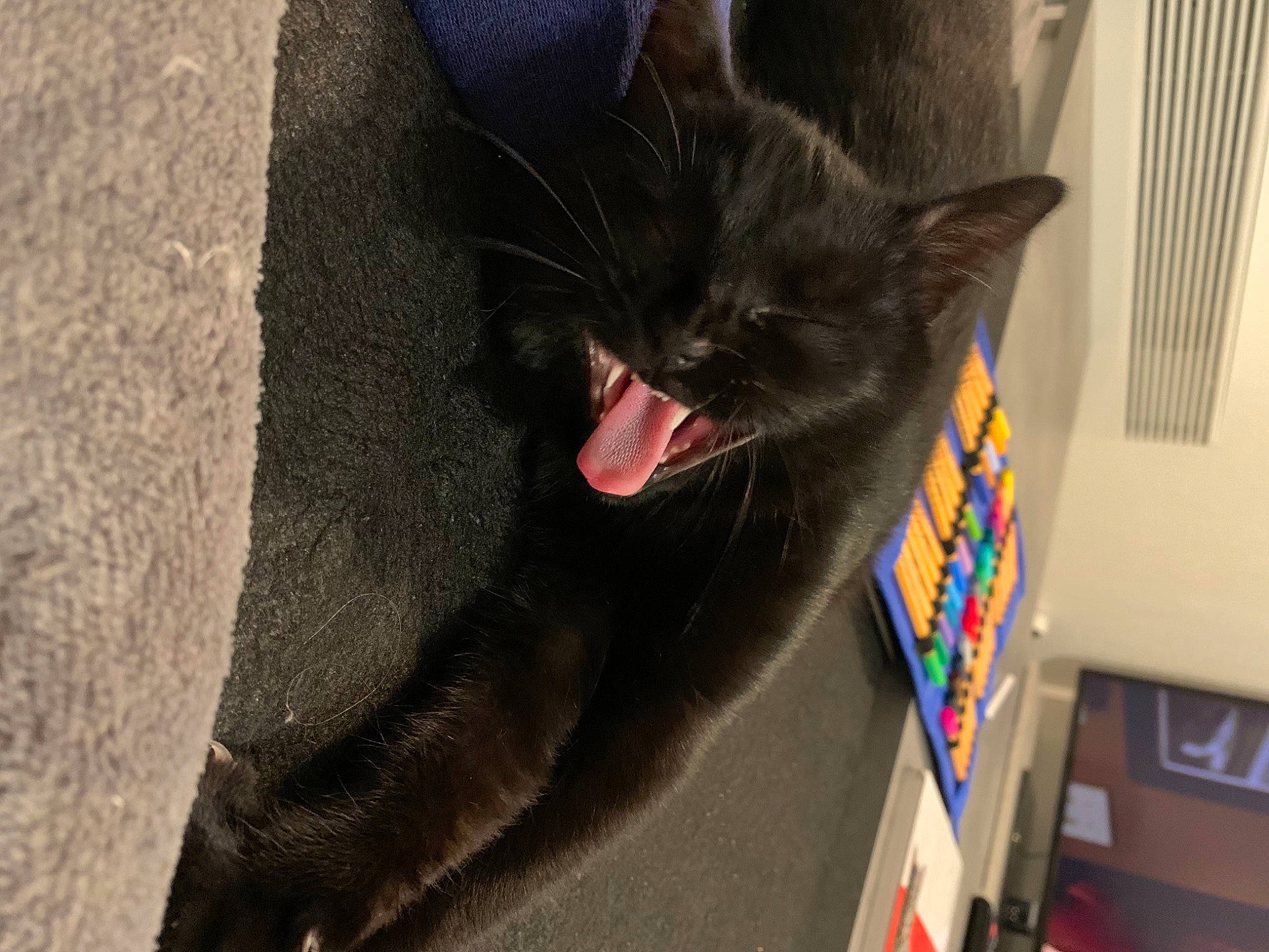 Boo participe au concours pour gagner de l'argent avec cette photo : black_cat, bombay, carnivore, cat, comfort, domestic_short_haired_cat, fang, felidae, fur, grey, small_to_medium_sized_cats, snout, tail, whiskers