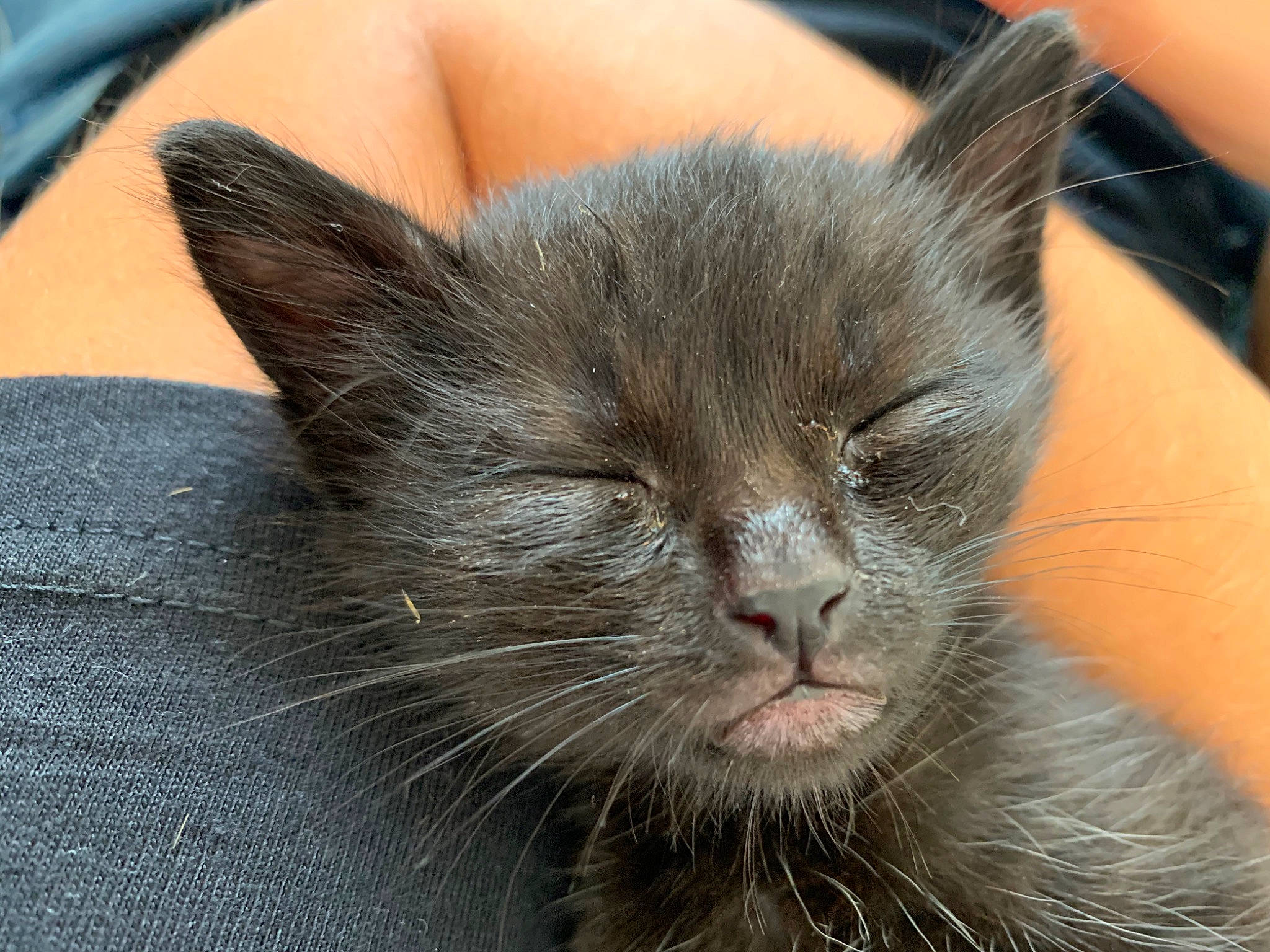 Boo a rejoint le concours — aidez-le/la à gagner de superbes lots ! black_cat, carnivore, cat, claw, comfort, domestic_short_haired_cat, felidae, fur, small_to_medium_sized_cats, snout, terrestrial_animal, whiskers