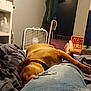 Lady joined the competition — help win amazing prizes! dog, resting, indoor, person, leg, jeans, ripped_jeans, fan, jacket, chair, bed, blanket, foot, purple_collar, orange_laundry_basket, television, room, carpet, sitting, relaxation