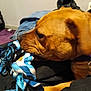 Lady is registered to the contest to win money with this photo: dog, rope_toy, brown_dog, indoor, pet, chewing, fabric, blanket, collar, close_up, animal, play, toy, paw, resting, fur, snout, ear, domestic_animal, casual