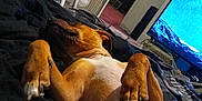 Lady joined the competition — help win amazing prizes! dog, bed, indoor, relaxed, sleeping, brown_dog, fan, chair, television, blanket, paws, furniture, room, door, carpet, sleep, rest, cozy, home, animal