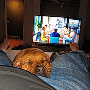 Lady is registered to the contest to win money with this photo: dog, sleeping, lap, jeans, person, television, tv_show, dining, people, indoor, room, relaxation, feet, casual, furniture, blanket, dark, light, comfort, home