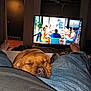 dog, sleeping, lap, jeans, person, television, tv_show, dining, people, indoor, room, relaxation, feet, casual, furniture, blanket, dark, light, comfort, home