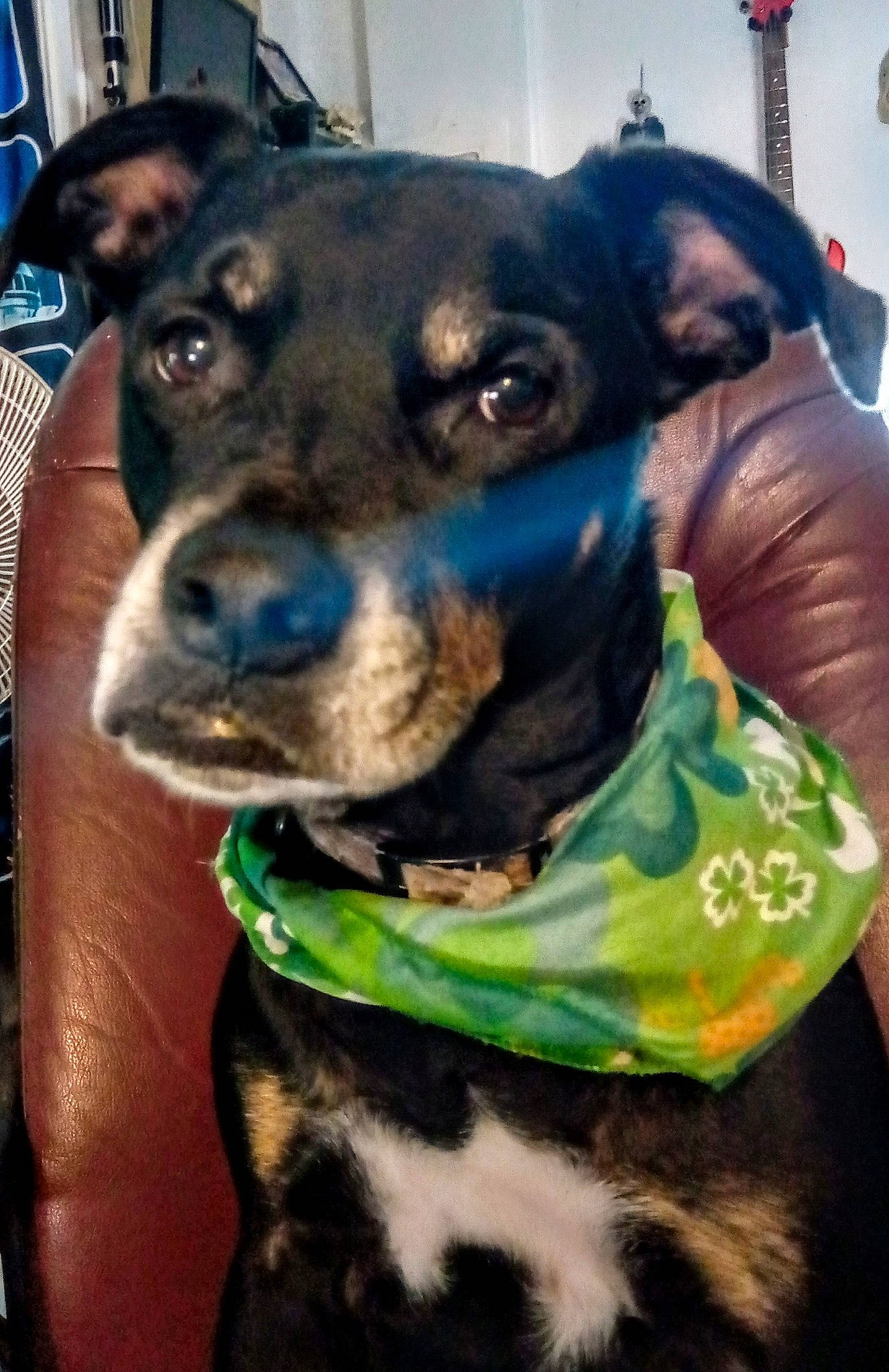 Bruno is registered to the contest to win money with this photo: canidae, carnivore, collar, companion_dog, cool, dog, dog_breed, dog_collar, mammal, miniature_pinscher, nose, rottweiler, snout, sporting_group, vertebrate