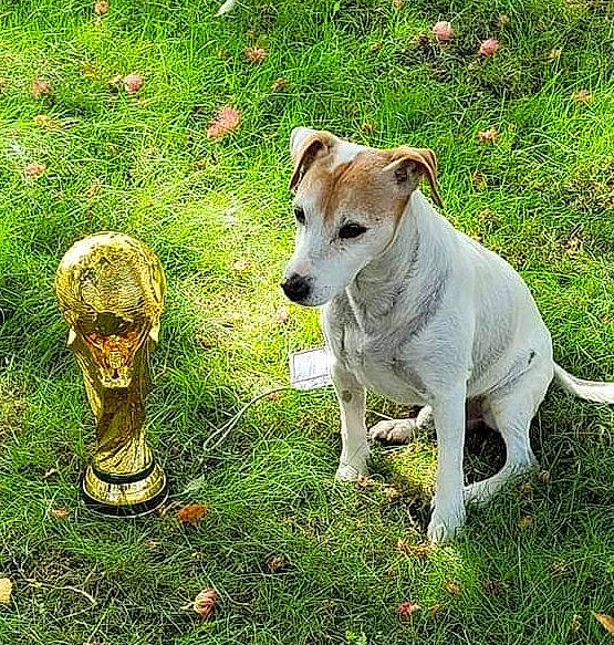 Cookie participe au concours pour gagner de l'argent avec cette photo : canidae, carnivore, collar, companion_dog, dog, dog_breed, dog_collar, dog_supply, fawn, grass, groundcover, non_sporting_group, pet_supply, plant, snout, sporting_group, tail, terrestrial_animal, terrier, working_animal