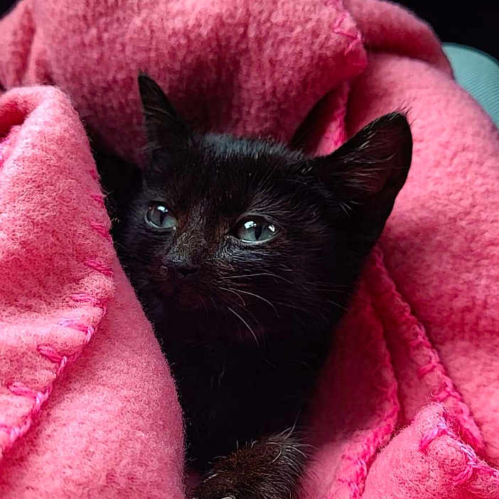 Blue a rejoint le concours — aidez-le/la à gagner de superbes lots ! cat, kitten, black_cat, pink_blanket, blanket, wrapped, cozy, cute, pet, animal, portrait, close_up, indoor, soft_texture, fur, blue_eyes, resting, cuddled, dark_background, photography