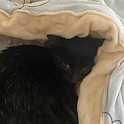 Blue participe au concours pour gagner de l'argent avec cette photo : cat, black_cat, pet, feline, animal, fur, whiskers, eyes, under_blanket, blanket, bedding, cozy, sleeping, indoors, home, portrait, close_up, cuddly, relaxed, cute