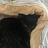 cat, black_cat, pet, feline, animal, fur, whiskers, eyes, under_blanket, blanket, bedding, cozy, sleeping, indoors, home, portrait, close_up, cuddly, relaxed, cute