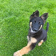 Sky participe au concours pour gagner de l'argent avec cette photo : puppy, dog, black_and_tan, outdoor, grass, lawn, sitting, portrait, large_ears, pointed_ears, long_tail, paw, stretched_paw, brown_fur, black_fur, white_chest, pet, playful, training_toy, closeup