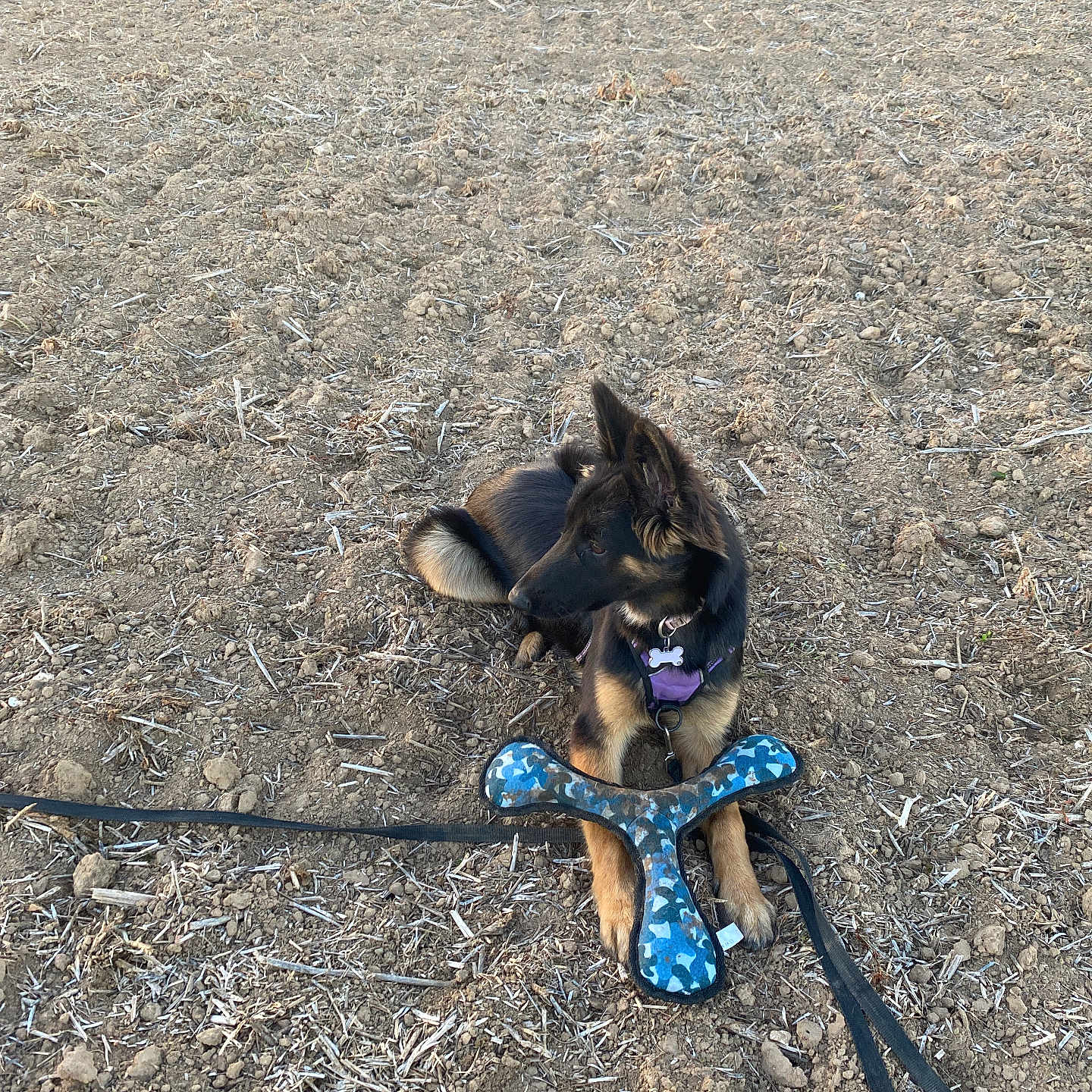 Sky participe au concours pour gagner de l'argent avec cette photo : dog, puppy, black_and_tan, german_shepherd, sitting, outdoors, field, dirt, soil, tilled_ground, harness, leash, dog_toy, bone_shaped_toy, blue_toy, purple_harness, floppy_ears, fluffy_fur, animal_portrait, daylight
