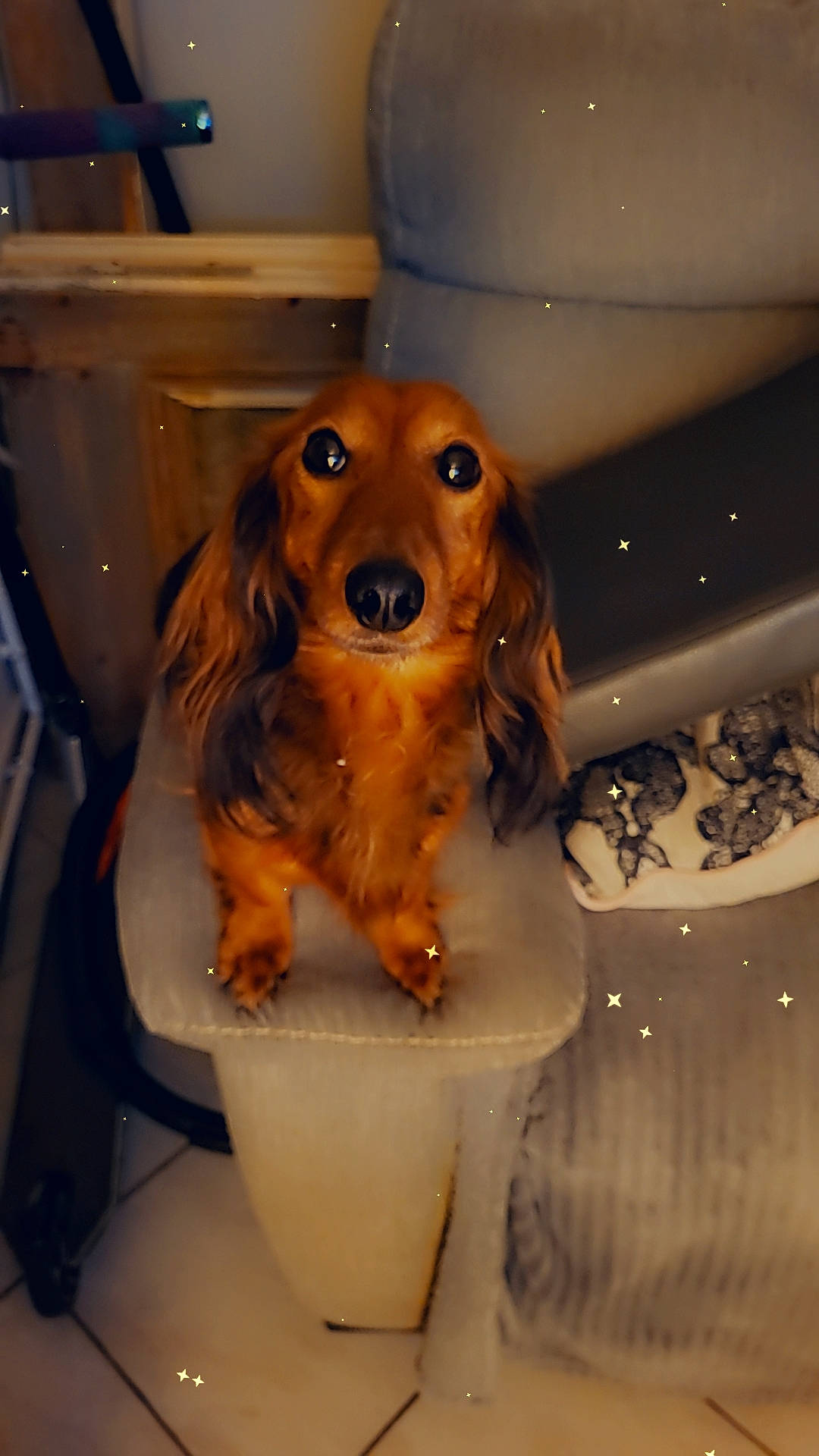 Iris a rejoint le concours — aidez-le/la à gagner de superbes lots ! canidae, carnivore, companion_dog, dog, dog_breed, dog_supply, fawn, fur, liver, pet_supply, snout, spaniel, sporting_group, working_animal