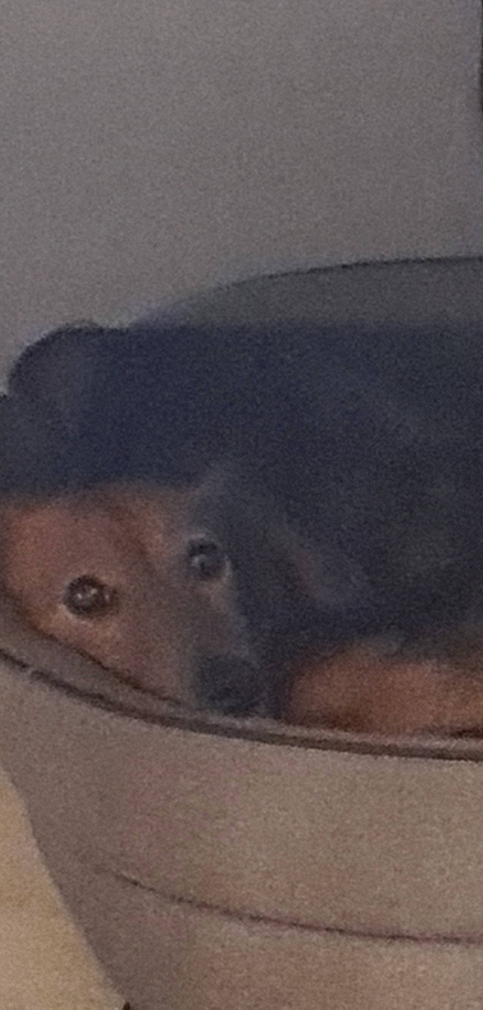 Iris a rejoint le concours — aidez-le/la à gagner de superbes lots ! concrete, landscape, marine_mammal, sand, snout, wildlife, working_animal