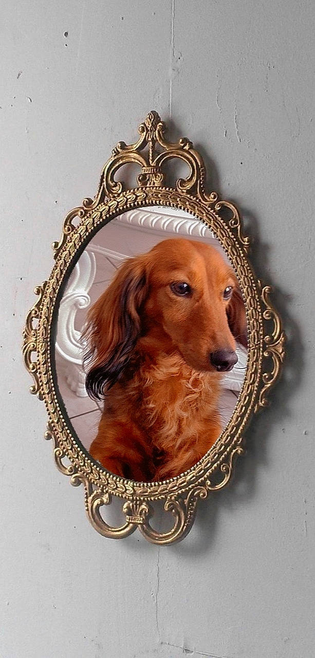 Iris a rejoint le concours — aidez-le/la à gagner de superbes lots ! art, artificial_hair_integrations, brown, canidae, carnivore, companion_dog, dog, dog_breed, fawn, font, fur, illustration, liver, long_hair, metal, picture_frame, snout, sporting_group, wood, working_animal
