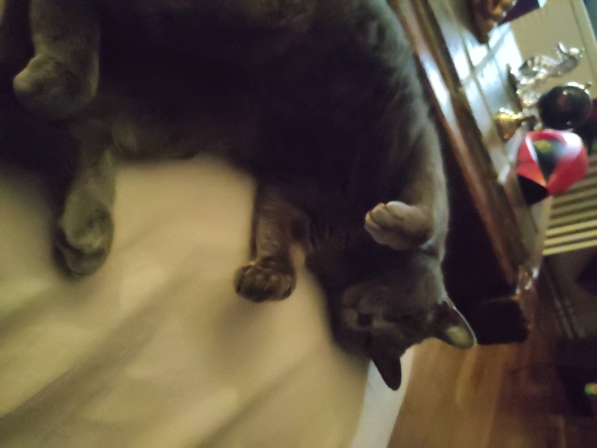 Oasis a rejoint le concours — aidez-le/la à gagner de superbes lots ! canidae, carnivore, claw, companion_dog, dog_breed, domestic_short_haired_cat, fawn, felidae, flooring, fur, hardwood, paw, small_to_medium_sized_cats, snout, sporting_group, tail, toy_dog, whiskers, wood, working_animal