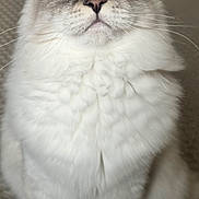 Abby participe au concours pour gagner de l'argent avec cette photo : cat, fluffy, blue_eyes, white_fur, pet, animal, indoor, close_up, sitting, whiskers, cute, feline, portrait, fur, ears, nose, eyes, domestic_cat, mammal, companion