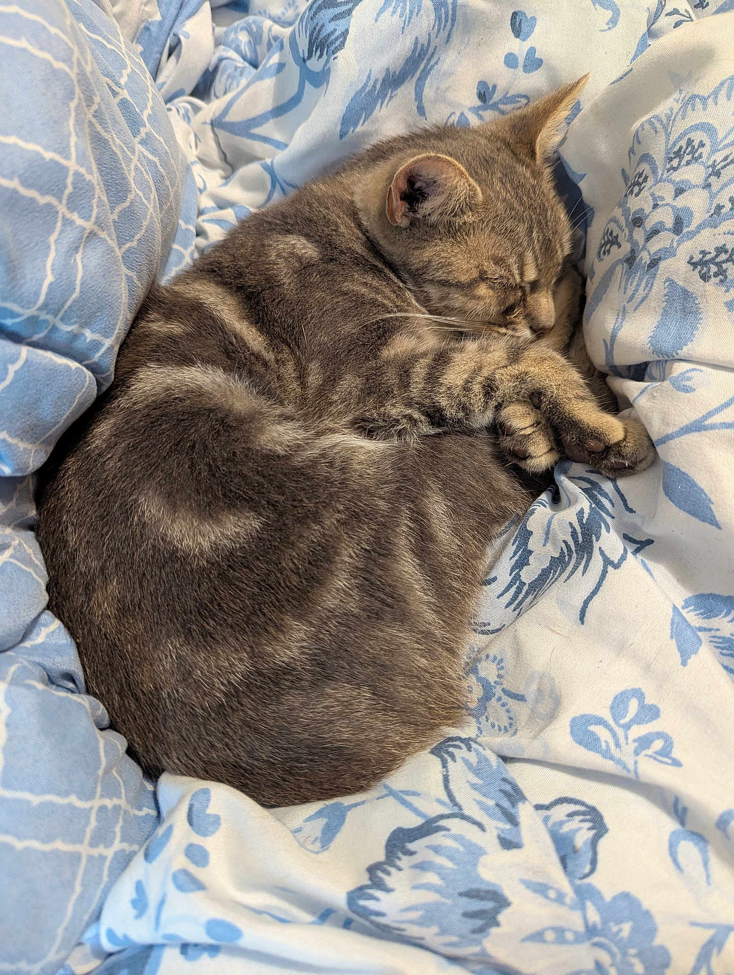 Precious is registered to the contest to win money with this photo: cat, tabby_cat, sleeping, curled_up, bed, blanket, blue, white, floral_pattern, cozy, fur, whiskers, paws, resting, indoor, pet, cute, animal, relaxing, soft