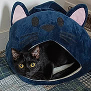 Keisha is registered to the contest to win money with this photo: animal, bed, black_cat, cat, cat_bed, cozy, cute, ears, feline, fur, indoor, looking, patterned, pet, plush, quilt, resting, soft, whiskers, yellow_eyes