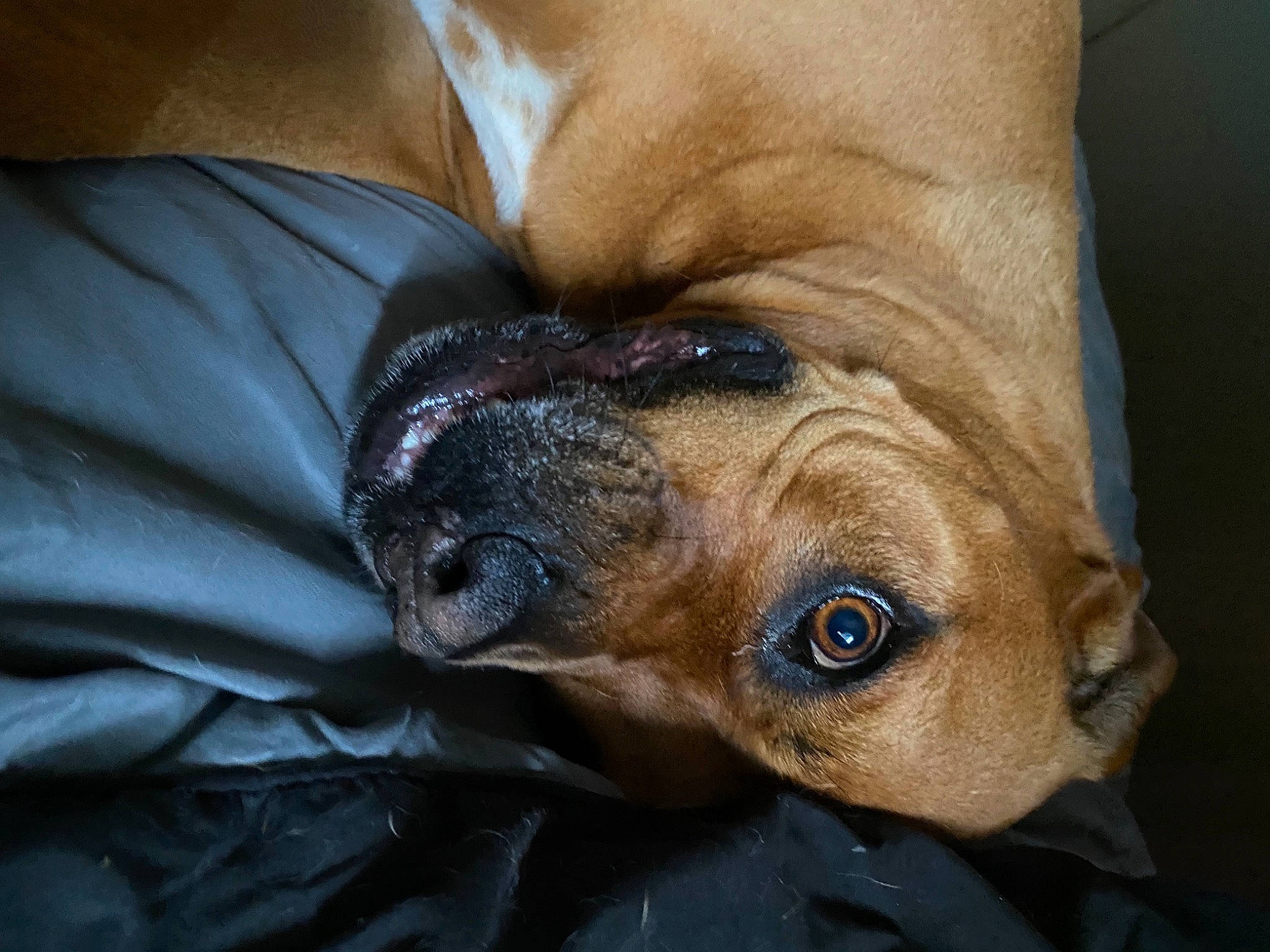 Avery joined the competition — help win amazing prizes! canidae, carnivore, comfort, companion_dog, dog, dog_breed, ear, fawn, fur, guard_dog, liver, paw, puppy, snout, sporting_group, terrestrial_animal, toy_dog, whiskers, working_animal, wrinkle