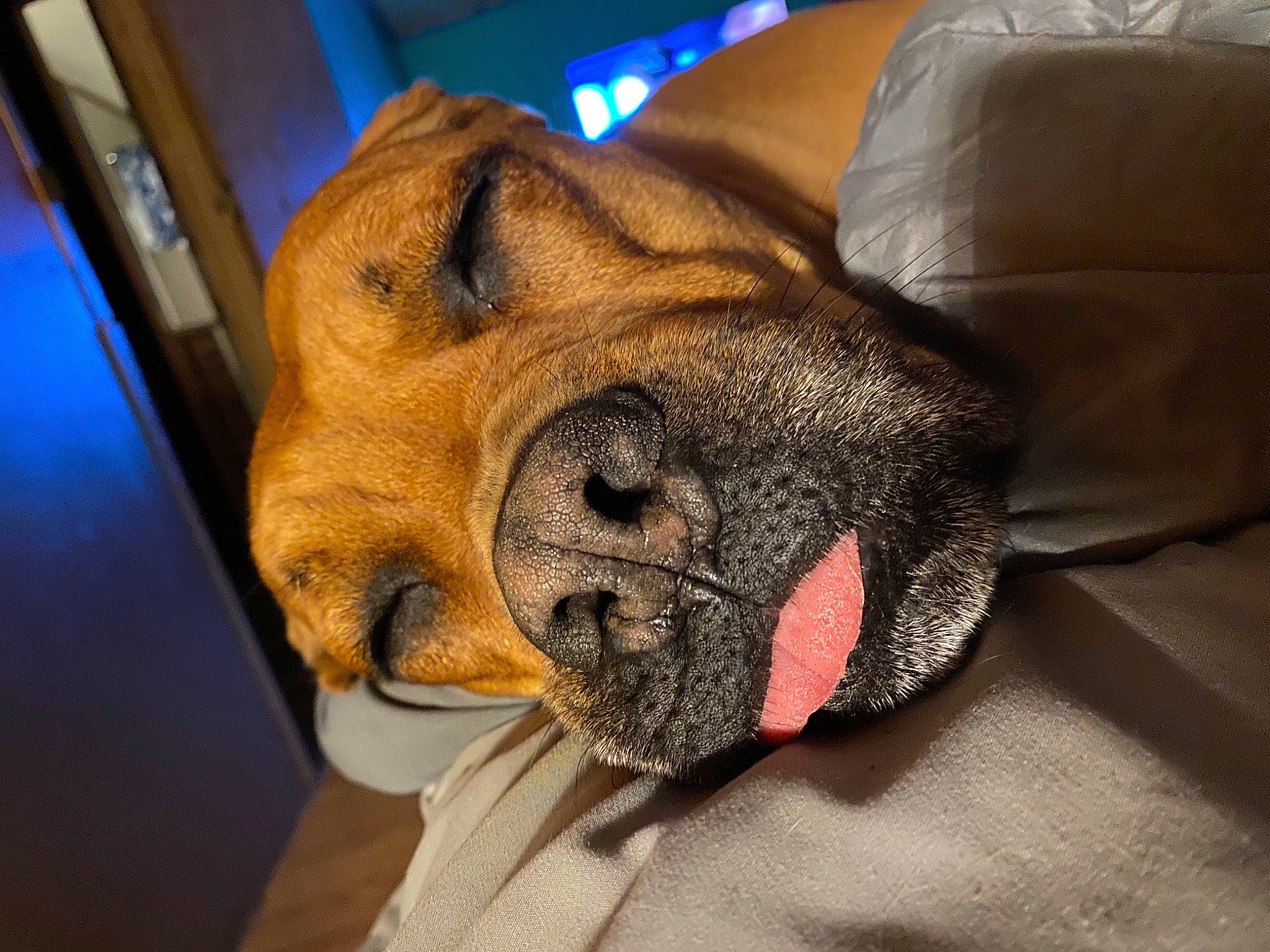 Avery joined the competition — help win amazing prizes! canidae, carnivore, comfort, companion_dog, dog, dog_breed, ear, fawn, fur, jaw, liver, nap, paw, snout, sporting_group, tail, terrestrial_animal, whiskers, working_animal, wrinkle