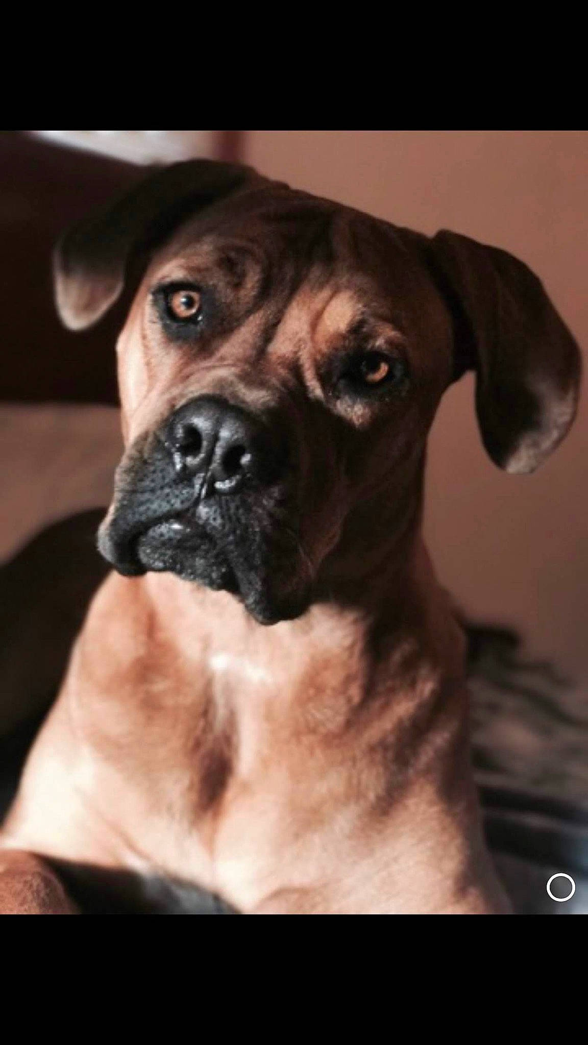 Avery is registered to the contest to win money with this photo: bored, boxer, canidae, carnivore, companion_dog, darkness, dog, dog_breed, dog_collar, fawn, fur, guard_dog, non_sporting_group, snout, sporting_group, toy_dog, whiskers, working_animal, working_dog, wrinkle