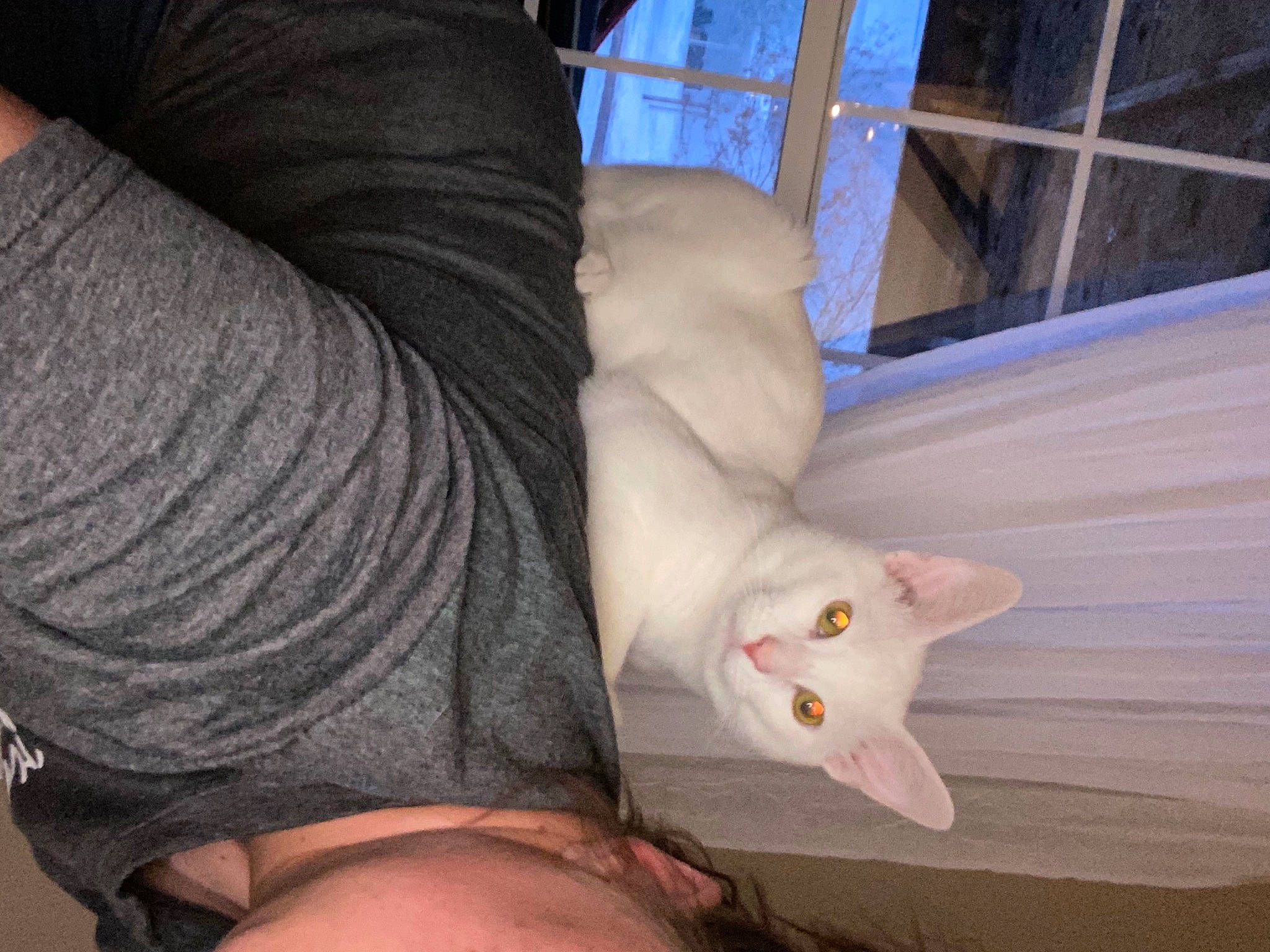 Dobby joined the competition — help win amazing prizes! carnivore, cat, comfort, elbow, fawn, felidae, foot, gesture, human_body, human_leg, leg, mammal, nail, small_to_medium_sized_cats, thigh, trunk, vertebrate, whiskers, wood, wrist