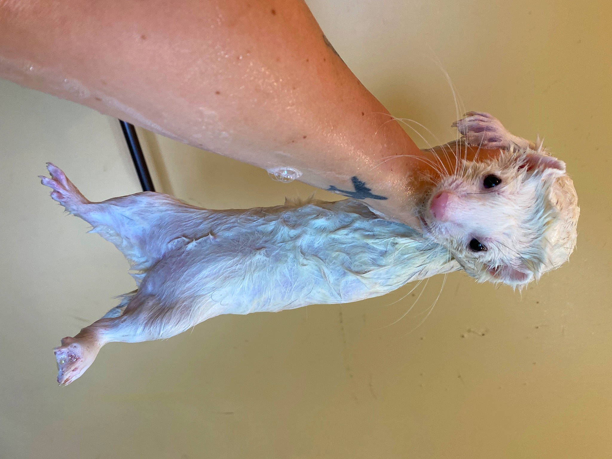 Finn joined the competition — help win amazing prizes! barefoot, beak, claw, companion_dog, elbow, fawn, feather, foot, fur, human_leg, paw, rodent, seabird, small_terrier, tail, toy, whiskers, wing, wrist